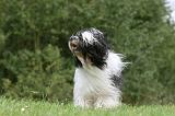 TERRIER DU TIBET 166